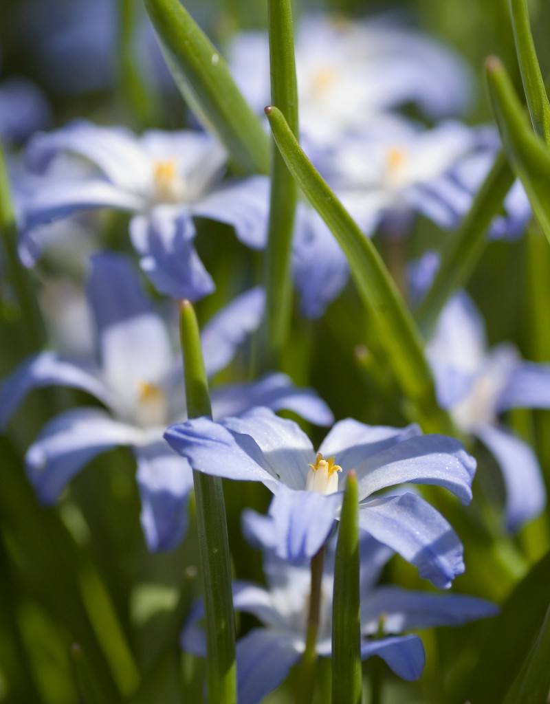 Sneeuwroem (grote)  Chionodoxa luciliae (Grote sneeuwroem) - Stinzenplant, BIO