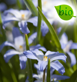 Sneeuwroem (grote)  Chionodoxa luciliae, BIO