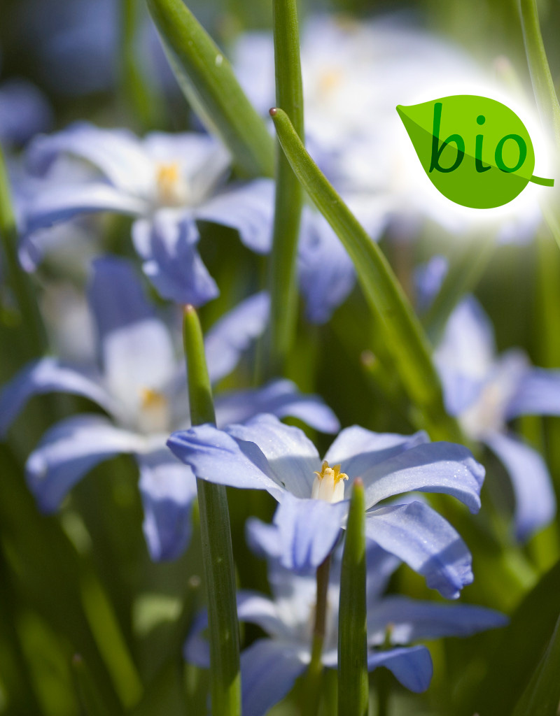 Sneeuwroem (grote)  Chionodoxa luciliae (Grote sneeuwroem) - Stinzenplant, BIO
