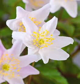 Anemoon (bos)  Anemone nemorosa 'Frühlingsfee'