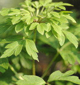 Anemoon (bos)  Anemone nemorosa 'Virescens'