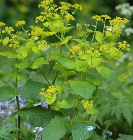 Doorwaskervel  Smyrnium perfoliatum