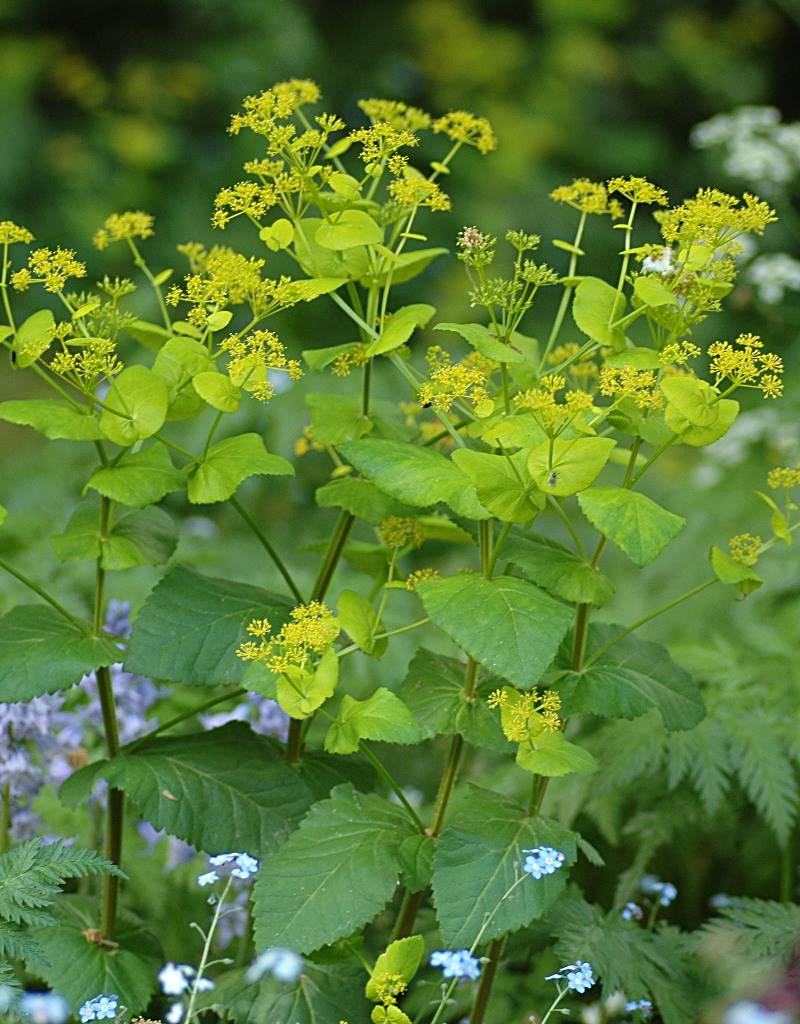 Doorwaskervel  Smyrnium perfoliatum (Doorwaskervel)