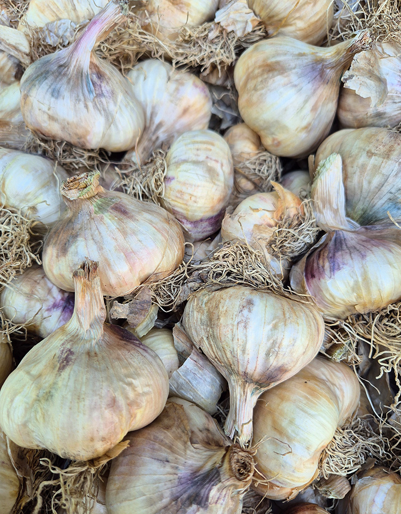 Knoflook Allium sativum 'Vallelado', BIO (knoflook)