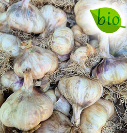 Knoflook Knoflook BIO - Allium sativum 'Vallelado'