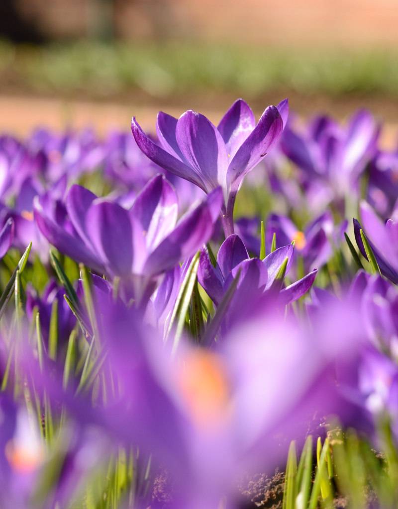 Krokus (boeren)  Crocus tommasinianus 'Ruby Giant' (Boerenkrokus) - Stinzenplant - 350 stuks voor 14m2