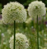 Sierui  Allium 'Mount Everest' (Sierui)