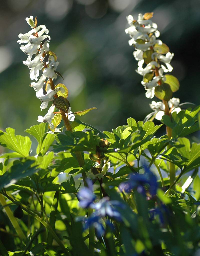 Holwortel  Corydalis cava (bulbosa) (Holwortel) - Stinzenplant