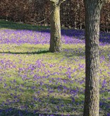 Krokus (boeren)  Crocus tommasinianus 'Ruby Giant' (Boerenkrokus) - Stinzenplant