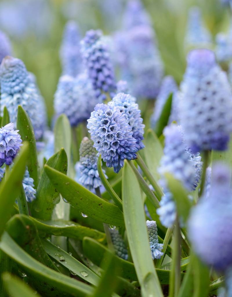 Blauwe druifjes  Muscari azureum (Blauwe druifjes)