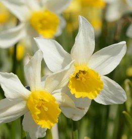 Narcis  Narcissus 'Jack Snipe'