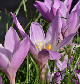 Herfsttijloos  Colchicum speciosum - AANBIEDING