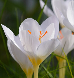 Krokus (herfst)  Crocus pulchellus 'Zephyr' - AANBIEDING