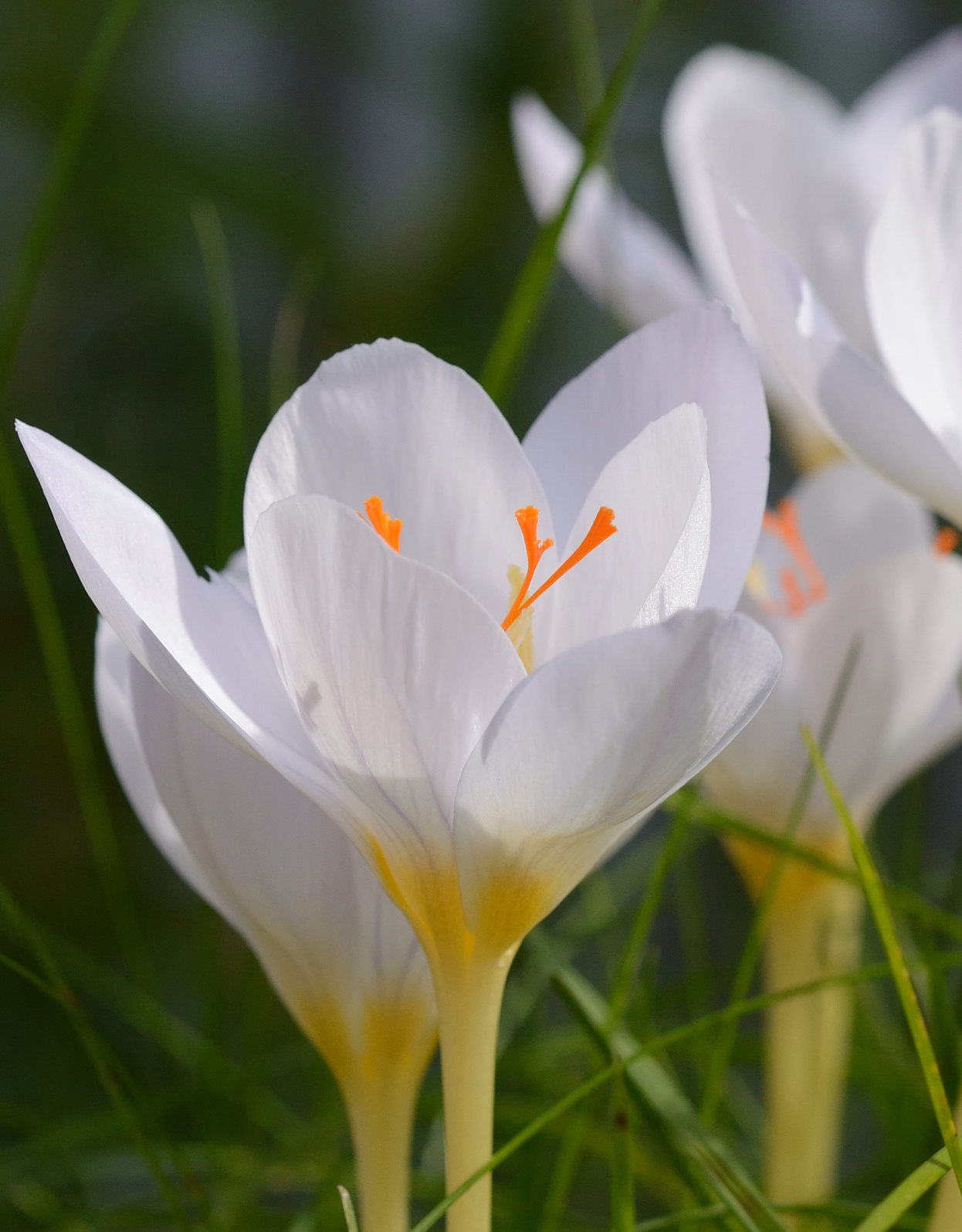 Krokus (herfst)  Crocus pulchellus 'Zephyr' (Herfst prachtkrokus) - AANBIEDING