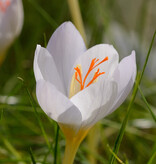 Krokus (herfst)  Crocus pulchellus 'Zephyr' (Herfst prachtkrokus) - AANBIEDING
