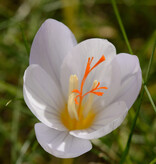 Krokus (herfst)  Crocus pulchellus 'Zephyr' (Herfst prachtkrokus) - AANBIEDING