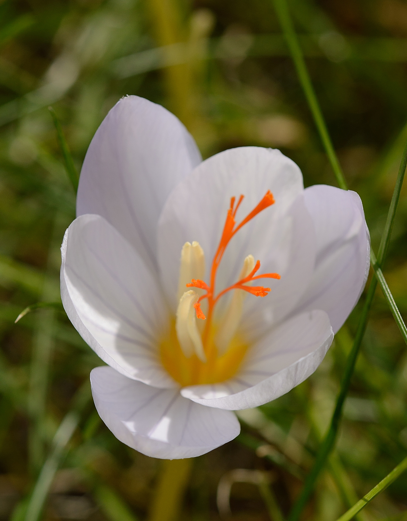 Krokus (herfst)  Crocus pulchellus 'Zephyr' (Herfst prachtkrokus) - AANBIEDING