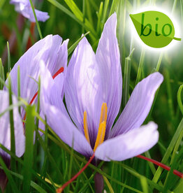 Krokus (saffraan)  Crocus sativus, BIO - AANBIEDING