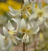 Hondstand  Erythronium 'White Beauty' (Witte Hondstand)