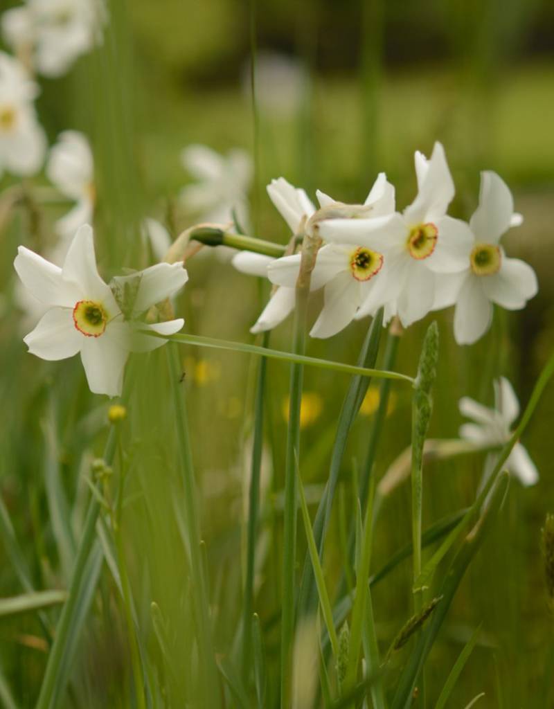 Narcis (dichters)  Narcissus poeticus var. Recurvus (Dichtersnarcis) - Stinzenplant