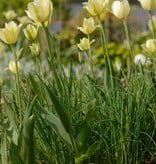 Tulp  Tulipa 'Spring Green'