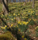 Narcis (wilde)  Narcissus pseudonarcissus lobularis (Wilde narcis) - Stinzenplant