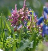 Vingerhelmbloem  Corydalis solida (Vingerhelmbloem) - Stinzenplant