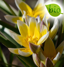 Tulp  Tulipa tarda, BIO - AANBIEDING