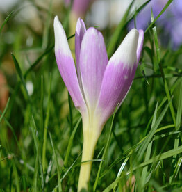 Herfsttijloos  Colchicum 'Harlekijn' - AANBIEDING