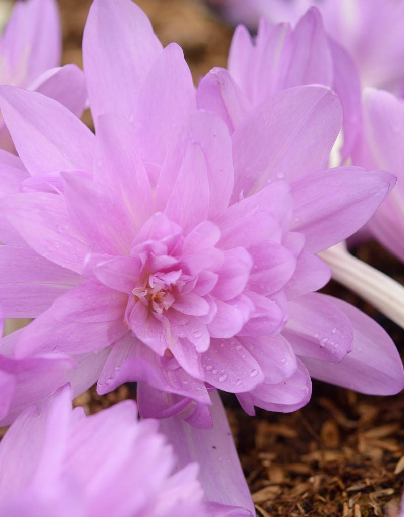 Herfsttijloos  Colchicum 'Waterlily' (Herfsttijloos) - AANBIEDING