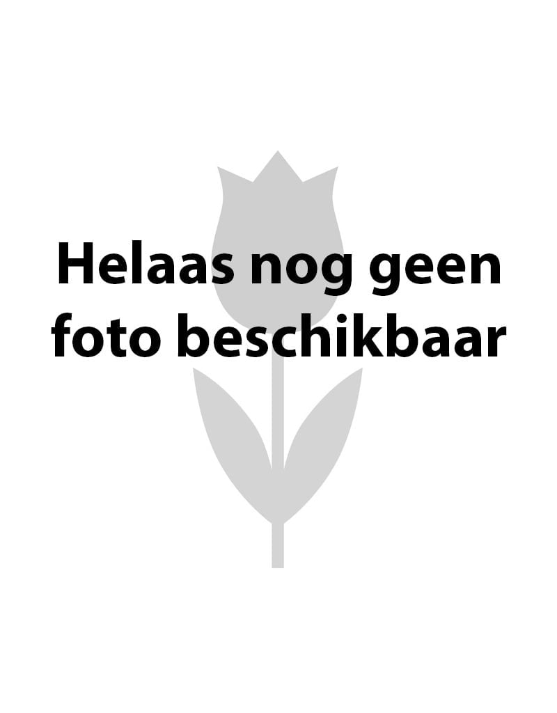 Anemoon (bos)  Anemone nemorosa 'Atrocaerulea' (bosanemoon) - Stinzenplant