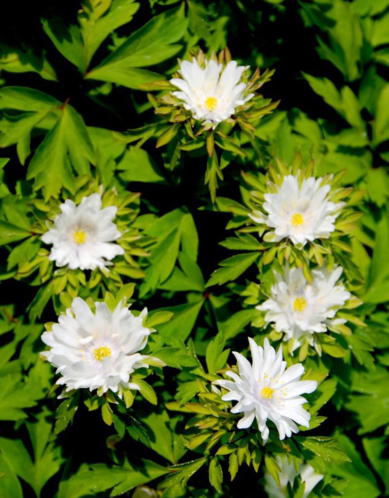 Anemoon (bos)  Anemone nemorosa 'Multiplicity' (bosanemoon) - Stinzenplant