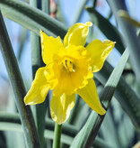 Narcis  Narcissus 'Carlton', BIO - AANBIEDING