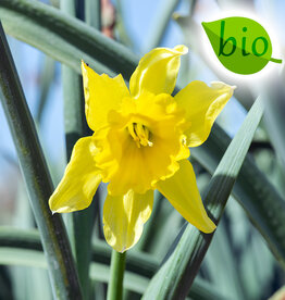 Narcis  Narcissus 'Carlton', BIO - AANBIEDING