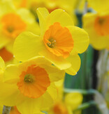 Narcis  Narcissus 'Garden Opera', BIO - AANBIEDING