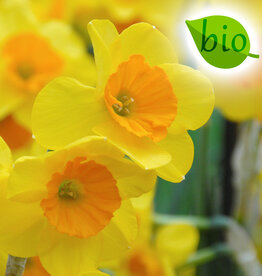 Narcis  Narcissus 'Garden Opera', BIO - AANBIEDING