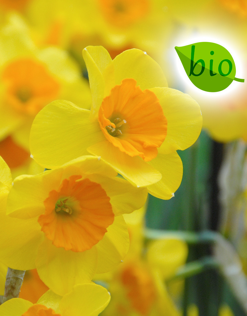 Narcis  Narcissus 'Garden Opera', BIO - AANBIEDING