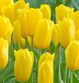 Tulp  Tulipa 'Strong Gold', BIO - AANBIEDING