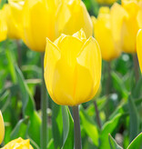Tulp  Tulipa 'Strong Gold', BIO - AANBIEDING
