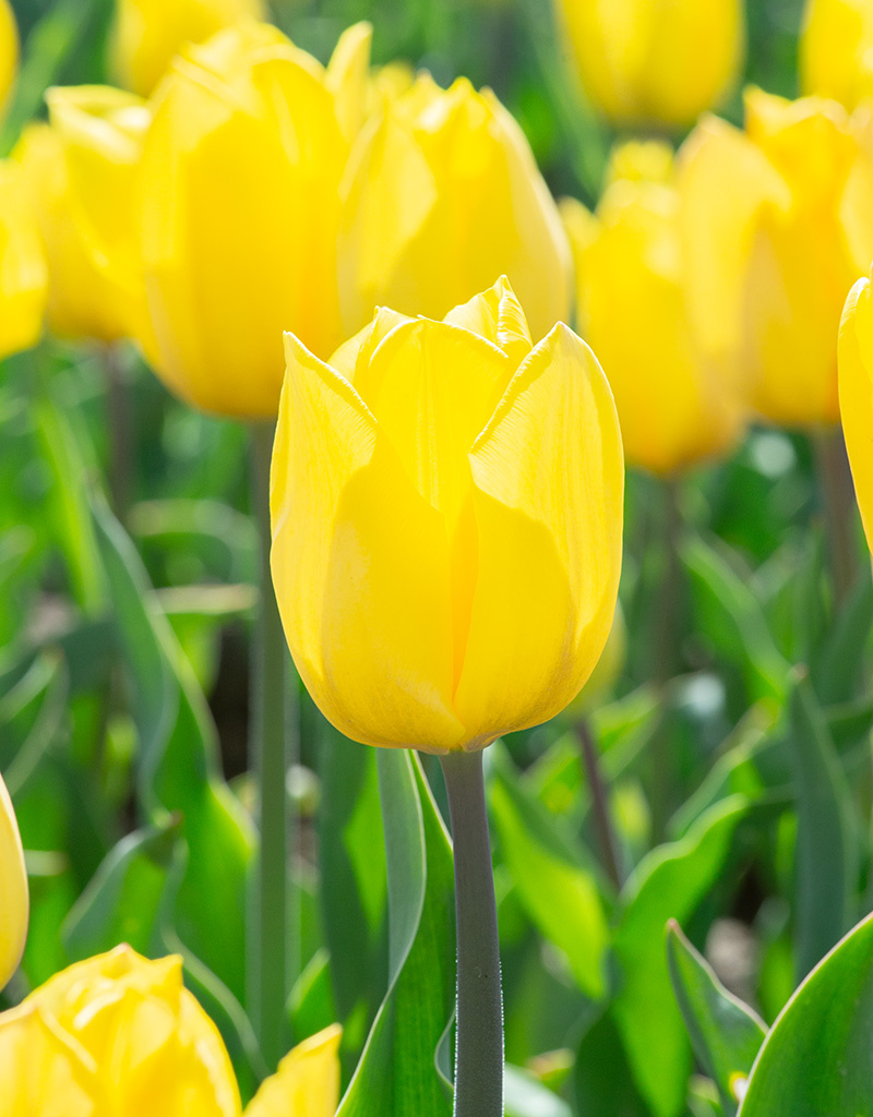 Tulp  Tulipa 'Strong Gold', BIO - AANBIEDING
