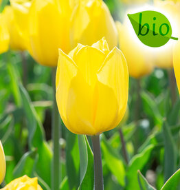 Tulp  Tulipa 'Strong Gold', BIO - AANBIEDING
