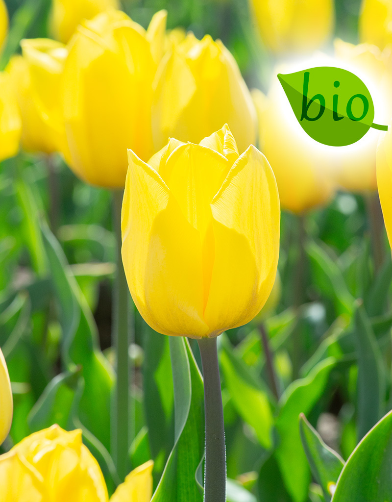 Tulp  Tulipa 'Strong Gold', BIO - AANBIEDING