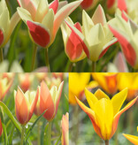 Mix  Biologisch Tulipa clusiana mengsel