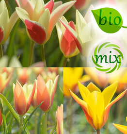 Mix  Tulipa clusiana mengsel - BIO