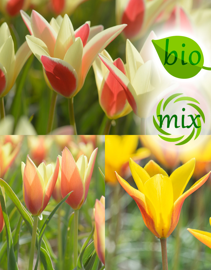 Mix  Biologisch Tulipa clusiana mengsel