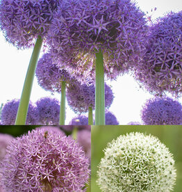 Sierui  Mega Allium mix