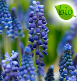 Blauwe druifjes  Muscari 'Joyce Spirit' (Blauw druifje), BIO - AANBIEDING