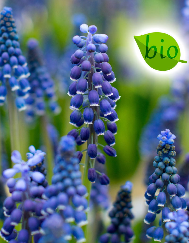 Blauwe druifjes  Muscari 'Joyce Spirit' (Blauw druifje), BIO - AANBIEDING