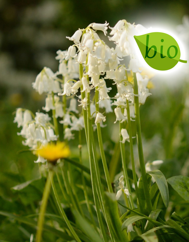 Hyacint (bos/wilde)  Hyacinthoides non-scripta Wit (Boshyacint), BIO - Stinzenplant - AANBIEDING