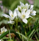 Vogelmelk (breedbladige)  Ornithogalum balansae (Breedbladige vogelmelk) - Stinzenplant , BIO - AANBIEDING